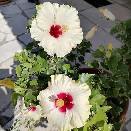 Casa de Férias Elvira *