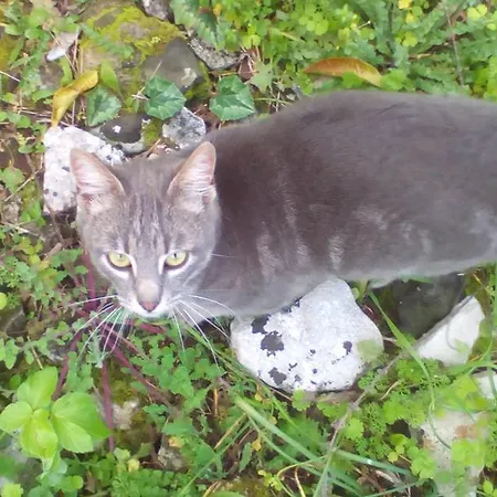 Casa de Férias Elvira *